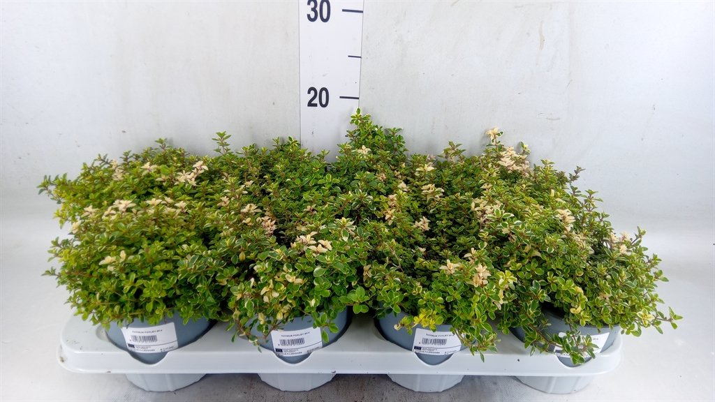 Горшечные цветы и растения оптом Thymus Vulgaris от 8шт из Голландии с доставкой по России