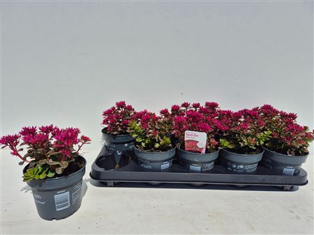Горшечные цветы и растения оптом Sedum Spu Spot Pink от 10шт из Голландии с доставкой по России