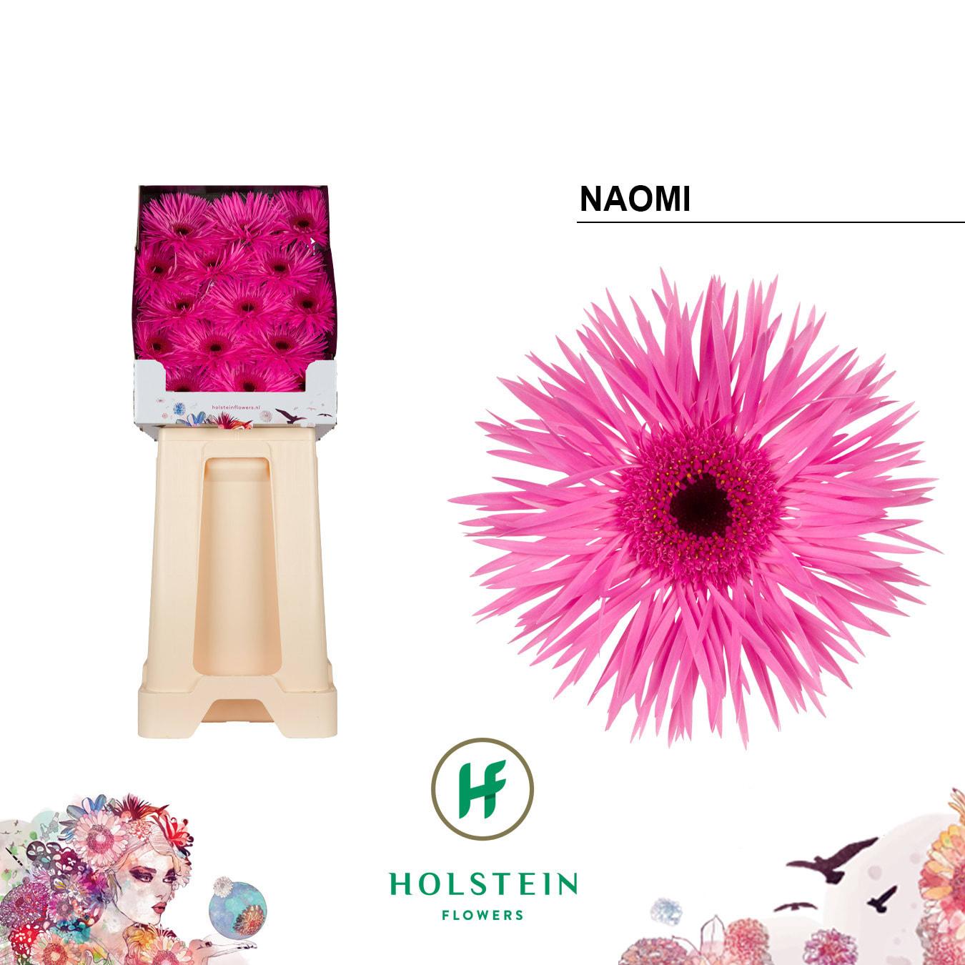 Срезанные цветы оптом Gerbera diamond gerspider naomi от 45шт из Голландии с доставкой по России