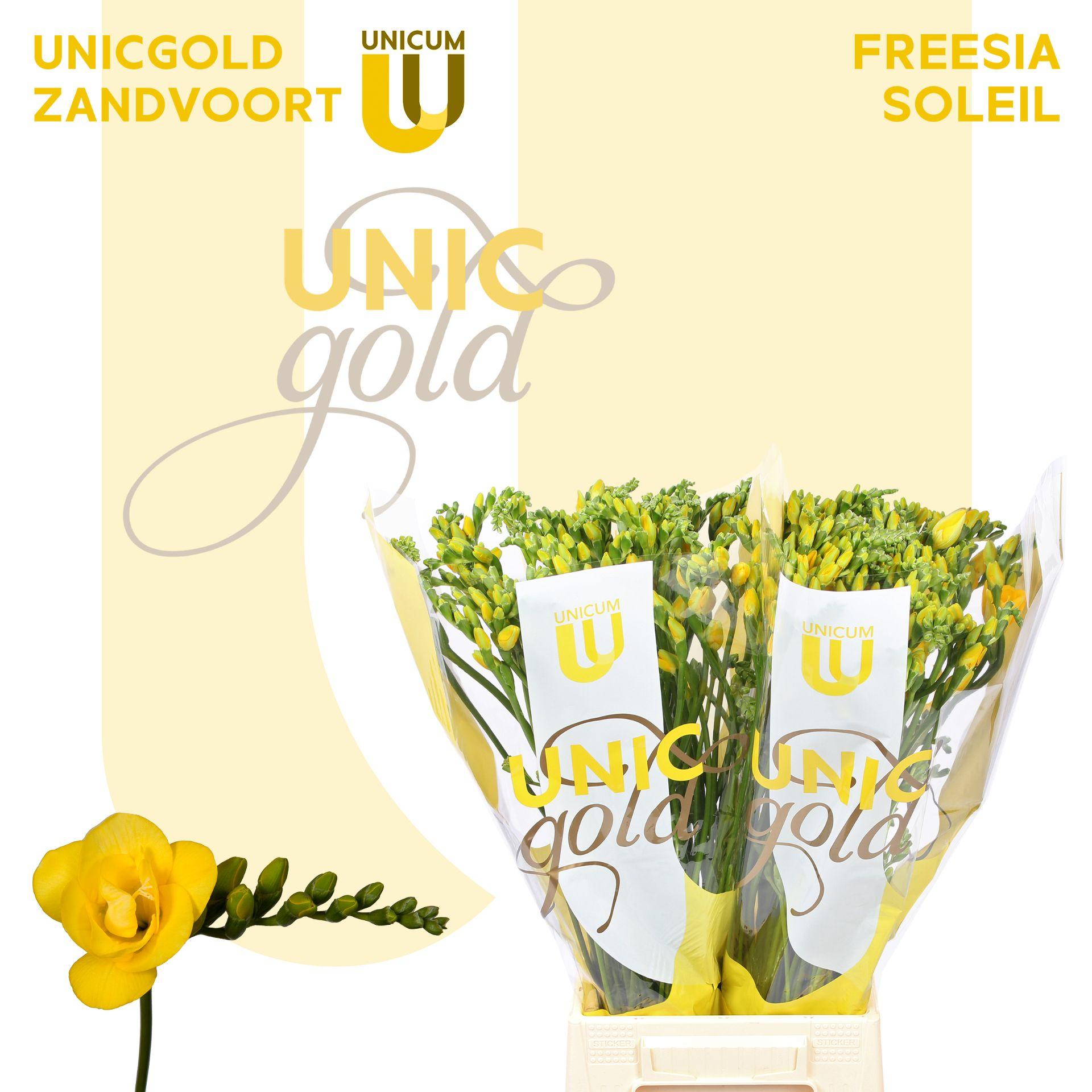 Срезанные цветы оптом Freesia do soleil от 100шт из Голландии с доставкой по России