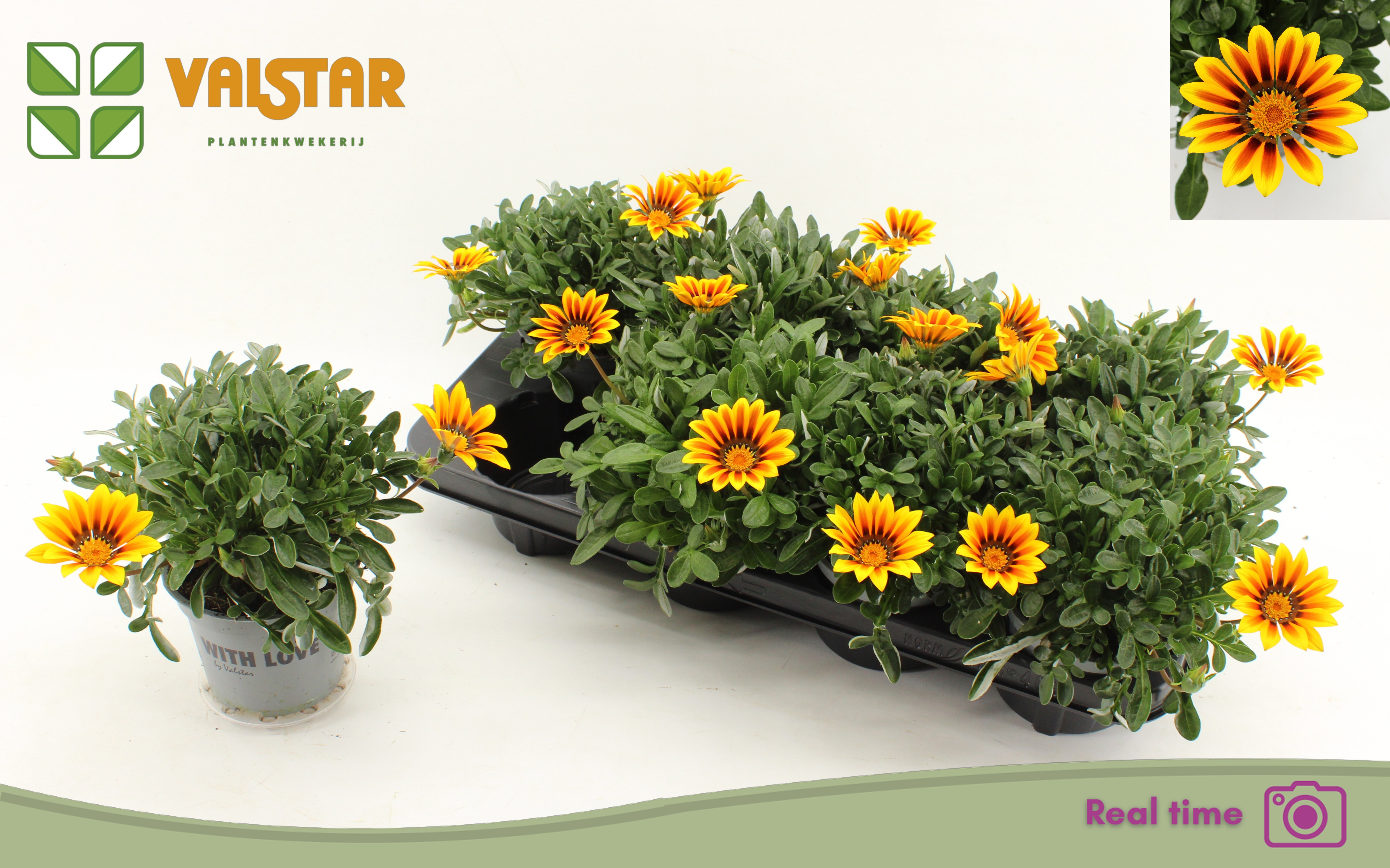 Горшечные цветы и растения оптом Gaz R Magic от 8шт из Голландии с доставкой по России