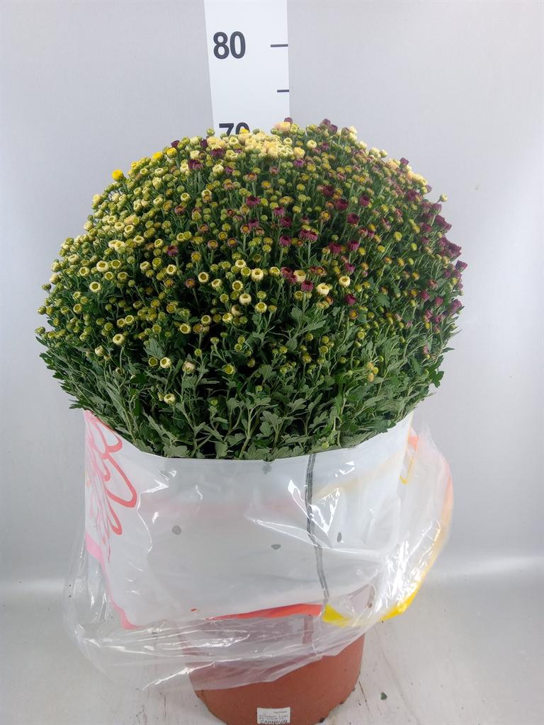 Горшечные цветы и растения оптом Chrysanthemum ..gr A от 1шт из Голландии с доставкой по России