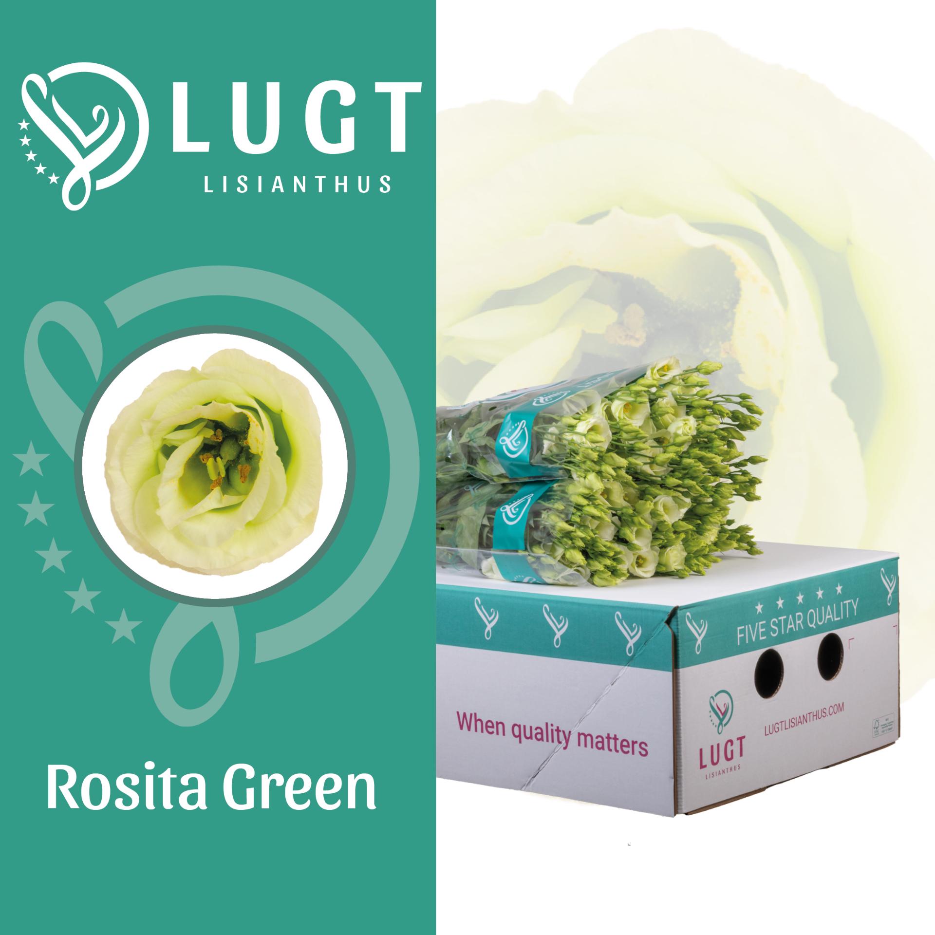 Срезанные цветы оптом Lisianthus do rosita green A от 40шт из Голландии с доставкой по России