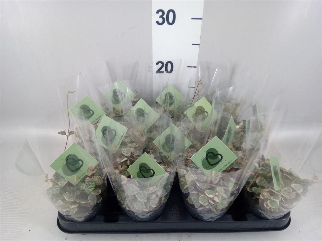 Горшечные цветы и растения оптом Ceropegia Woodii variegata от 14шт (для телеги) из Голландии с доставкой по России