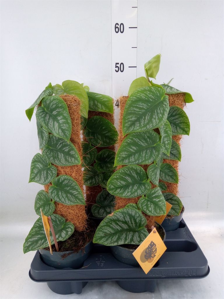 Горшечные цветы и растения оптом Monstera Dubia    ...juveniel от 4шт из Голландии с доставкой по России