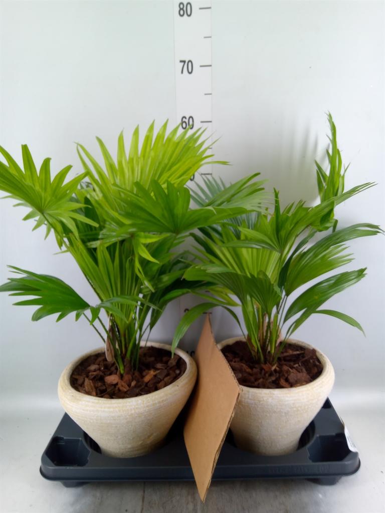 Горшечные цветы и растения оптом Livistona Rotundifolia от 2шт из Голландии с доставкой по России