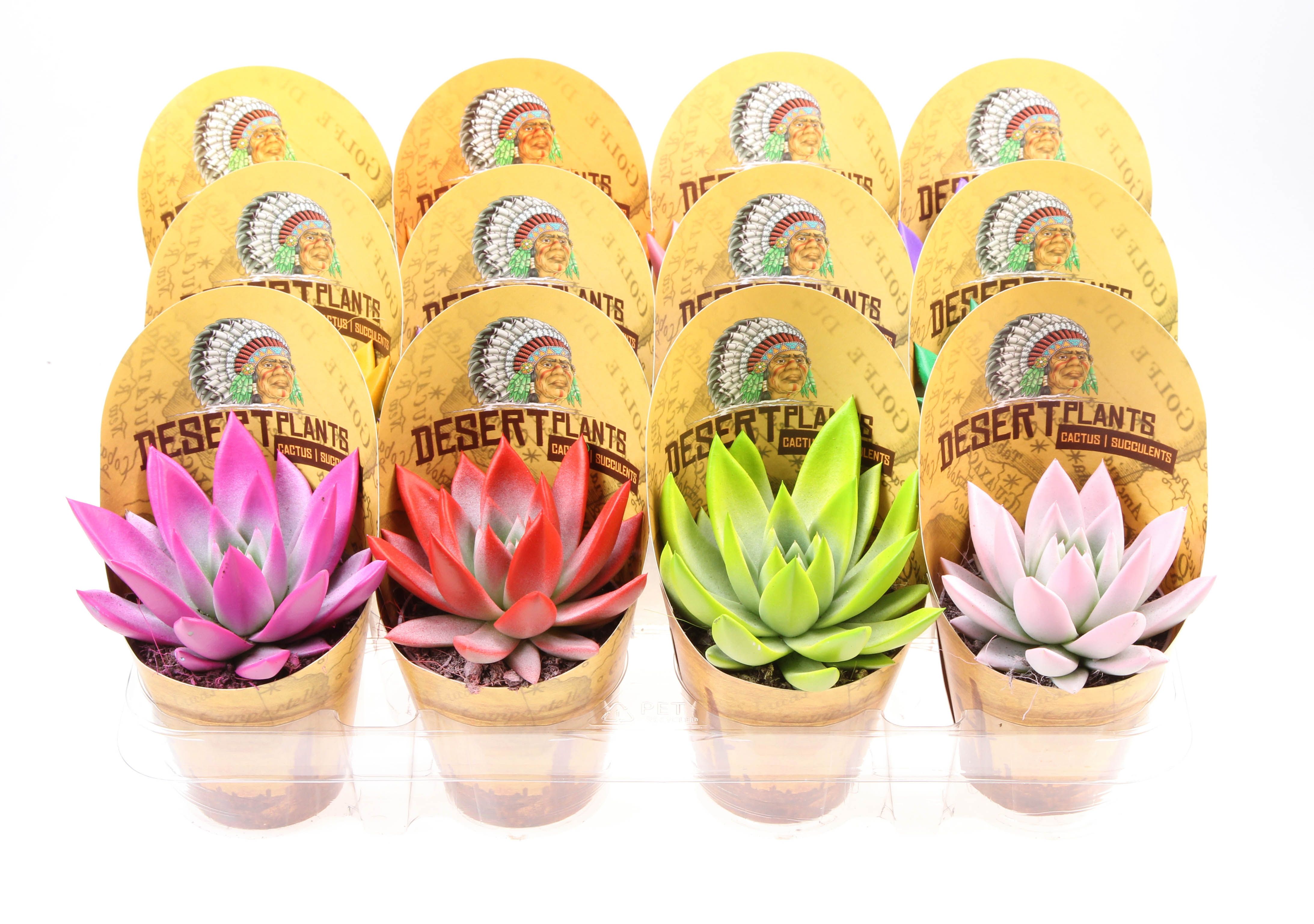 Горшечные цветы и растения оптом Echeveria Rainbow Mix Indian Cover от 12шт (для телеги) из Голландии с доставкой по России