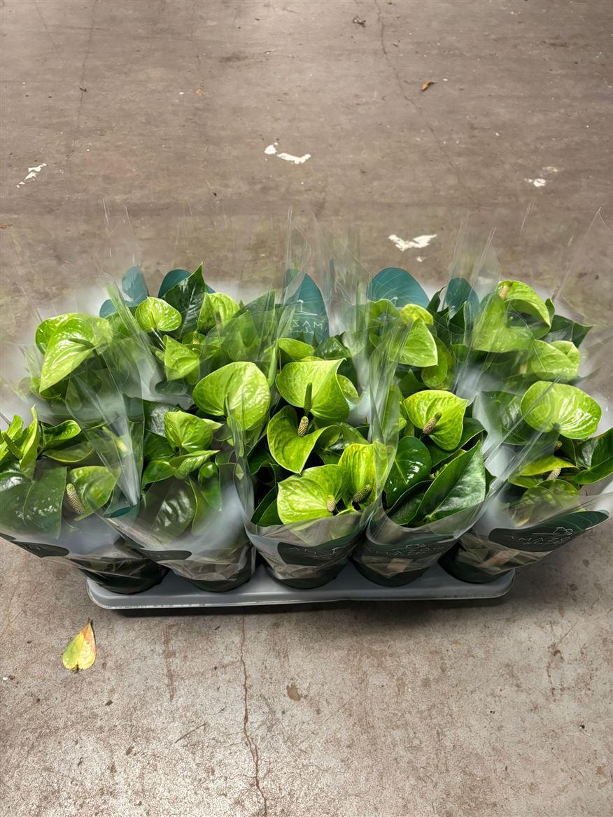 Горшечные цветы и растения оптом Anth An Smaragd  5+ (amazone) от 10шт из Голландии с доставкой по России