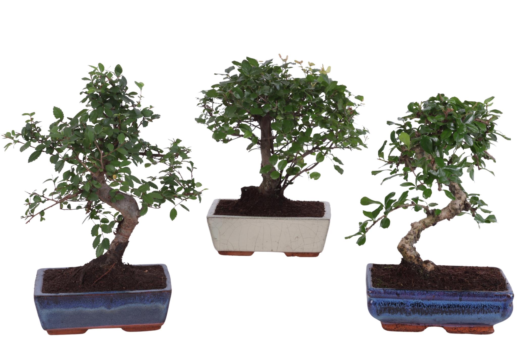 Горшечные цветы и растения оптом Bonsai Mix In Ceramic Ball S-shape от 6шт из Голландии с доставкой по России