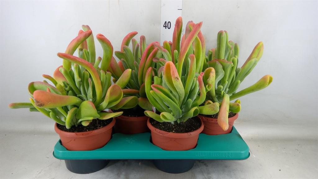 Горшечные цветы и растения оптом Kalanchoe Nf   ... от 4шт из Голландии с доставкой по России