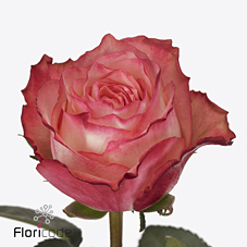 Срезанные цветы оптом Rosa large attraction от 50шт из Голландии с доставкой по России