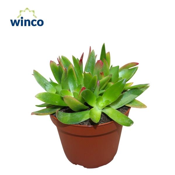 Горшечные цветы и растения оптом Crassula Capitella Campfire от 9шт из Голландии с доставкой по России