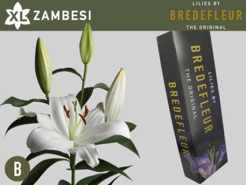 Срезанные цветы оптом Lilium or zambesi от 60шт из Голландии с доставкой по России