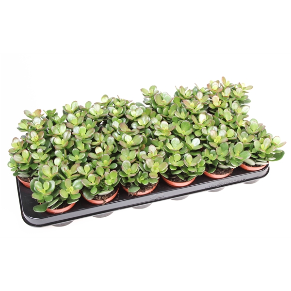 Горшечные цветы и растения оптом Crassula Ovata Minor от 18шт (для телеги) из Голландии с доставкой по России