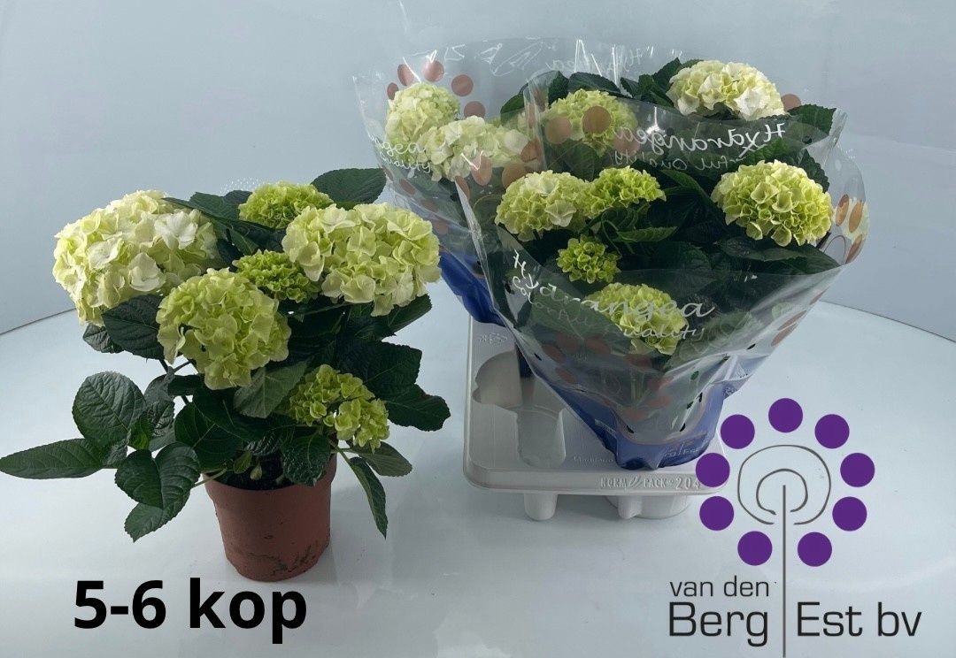 Горшечные цветы и растения оптом Hydr M Sax Bri White от 4шт из Голландии с доставкой по России