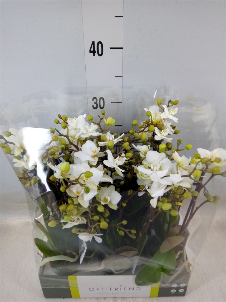 Горшечные цветы и растения оптом Phalaenopsis Multi.   ...white от 8шт (для телеги) из Голландии с доставкой по России