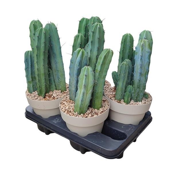 Горшечные цветы и растения оптом Myrtillocactus Geometrizans от 4шт из Голландии с доставкой по России Горшечные цветы и растения оптом Myrtillocactus Geometrizans от 4шт из Голландии с доставкой по России