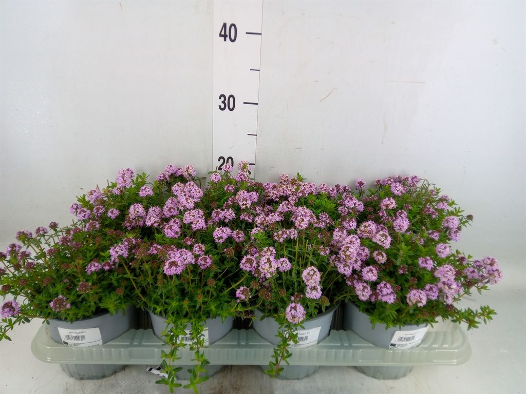 Горшечные цветы и растения оптом Satureja Montana от 8шт из Голландии с доставкой по России