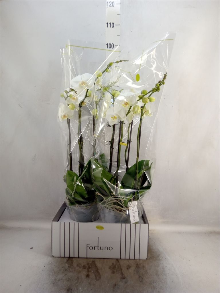 Горшечные цветы и растения оптом Phalaenopsis   ...white от 2шт из Голландии с доставкой по России