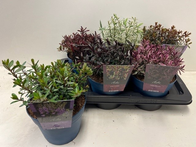 Горшечные цветы и растения оптом Hebe Gem от 6шт из Голландии с доставкой по России