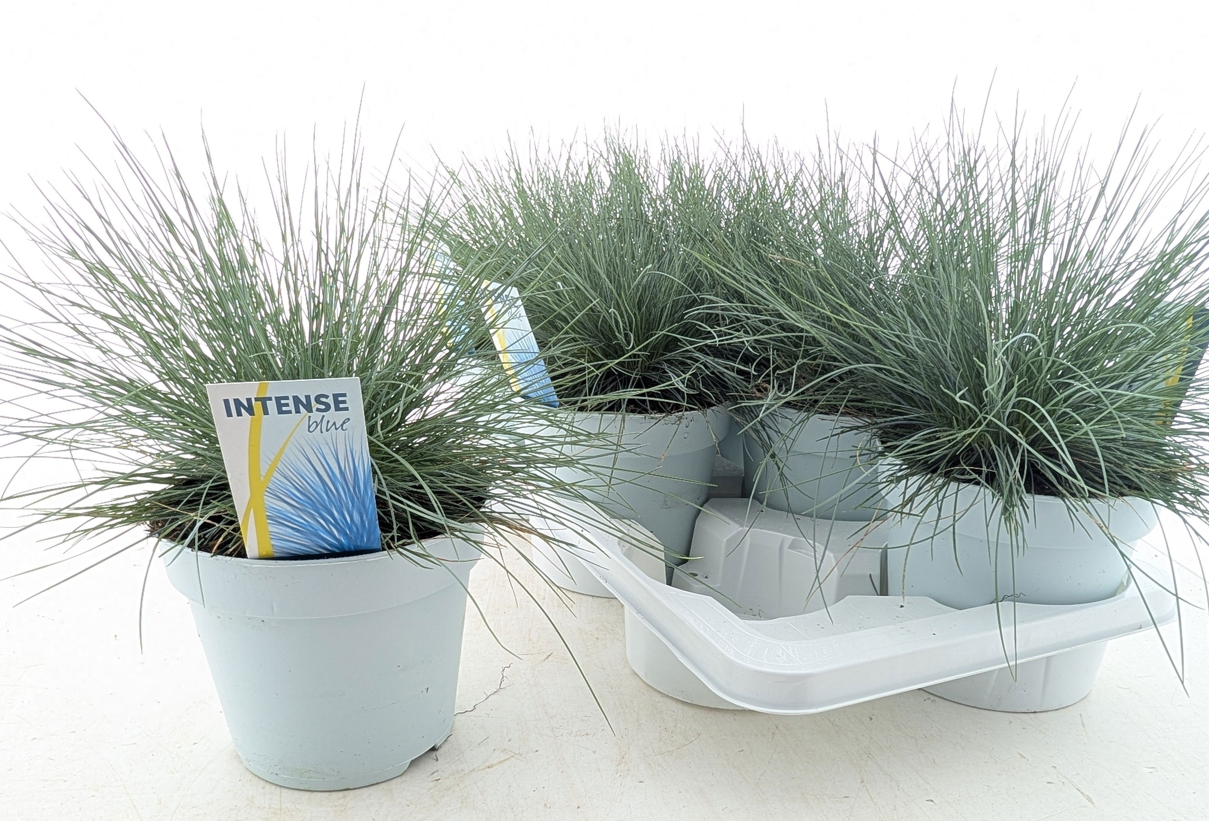 Горшечные цветы и растения оптом Fest Gl Intense Blue от 6шт из Голландии с доставкой по России