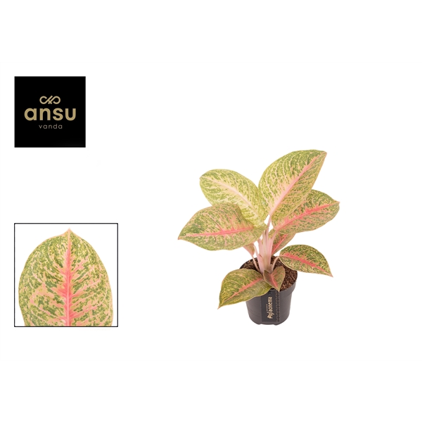 Горшечные цветы и растения оптом Aglaonema Vermillion Red от 6шт из Голландии с доставкой по России