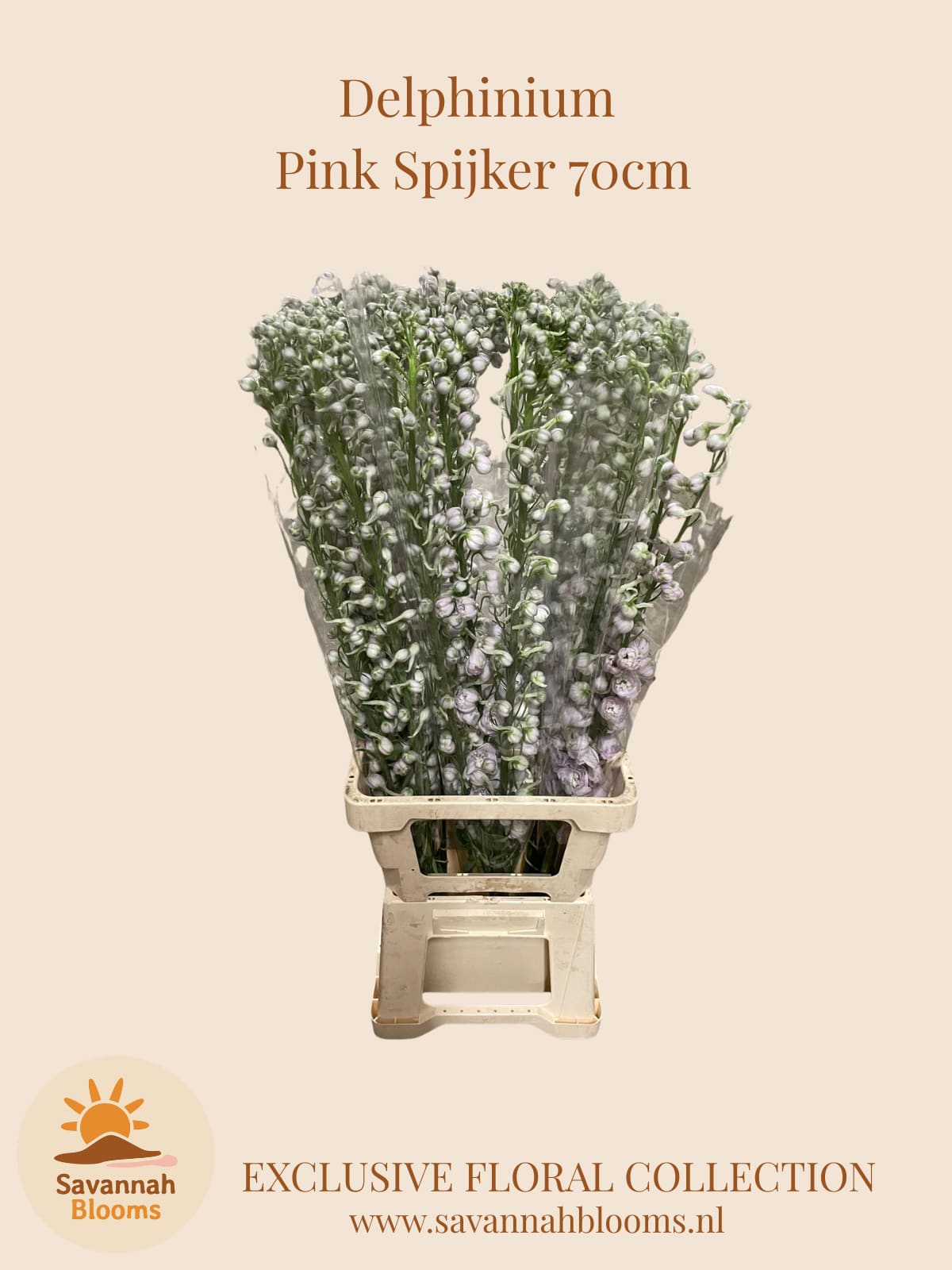 Срезанные цветы оптом Delphinium do el dewi pink spijker от 30шт. из Голландии с доставкой по России