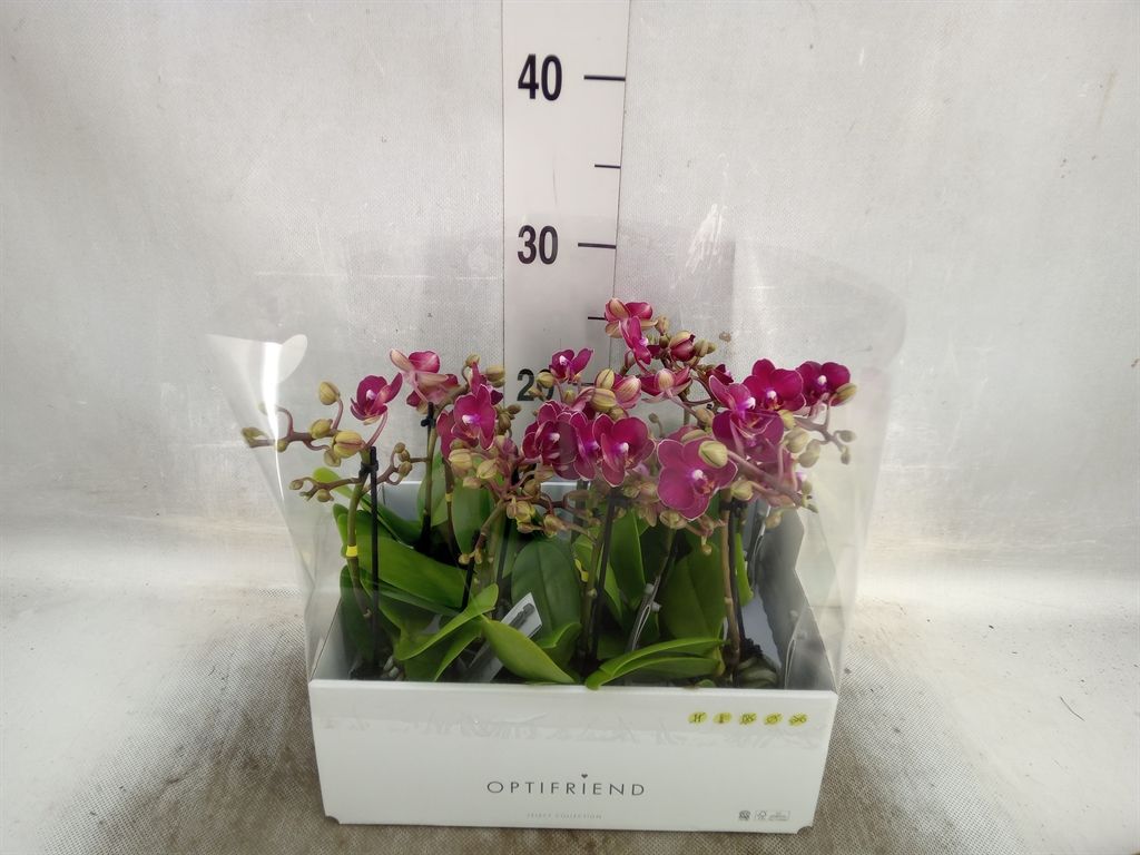 Горшечные цветы и растения оптом Phalaenopsis Multi.   ...red от 8шт из Голландии с доставкой по России