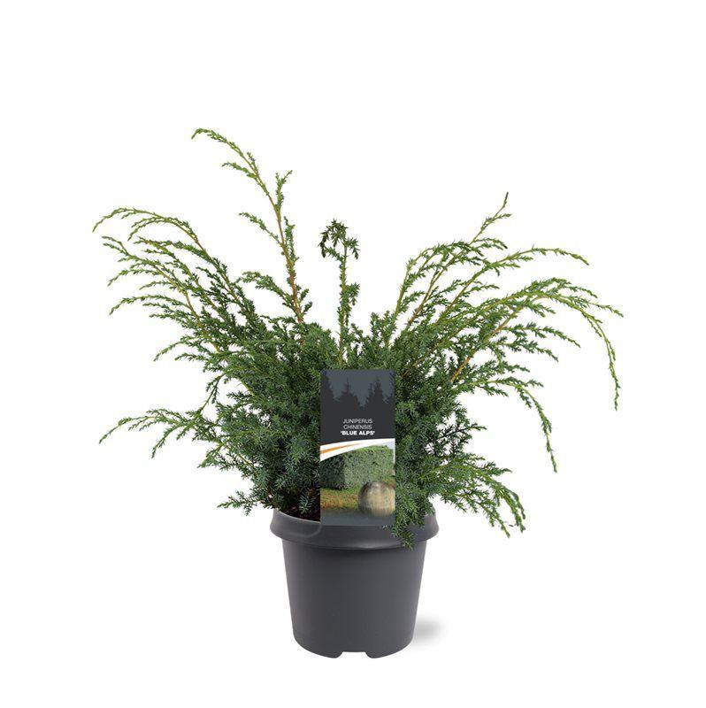 Горшечные цветы и растения оптом Juniperus Chin Blue Alps от 1шт из Голландии с доставкой по России