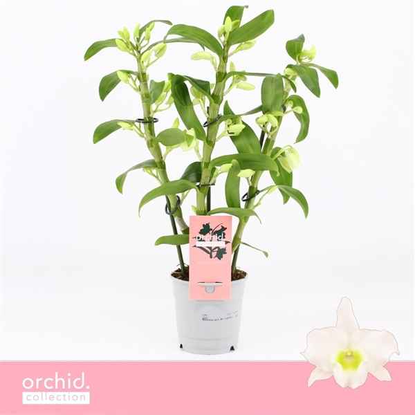 Горшечные цветы и растения оптом Den Nob 3st Apollon Compact Orchid Collection от 10шт из Голландии с доставкой по России