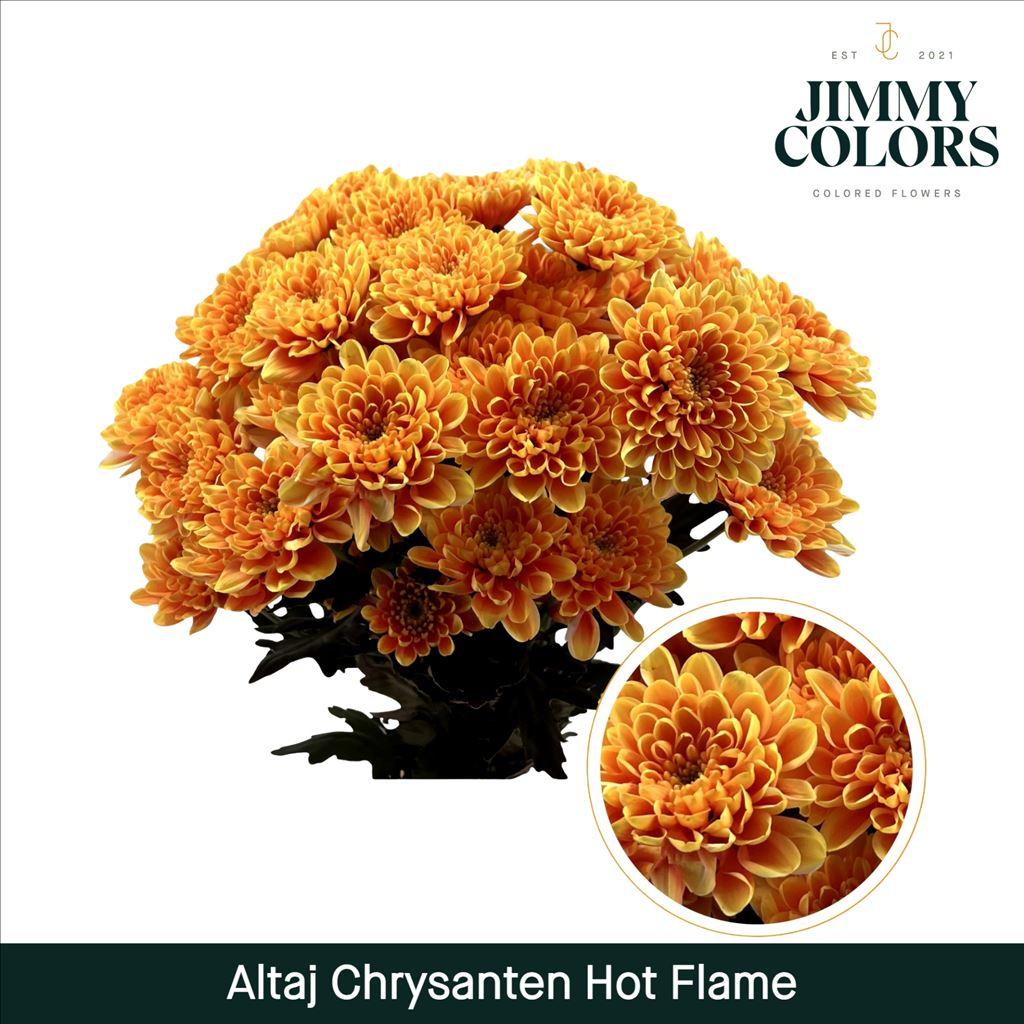 Срезанные цветы оптом Chrys sp paint altaj hot flame от 40шт из Голландии с доставкой по России