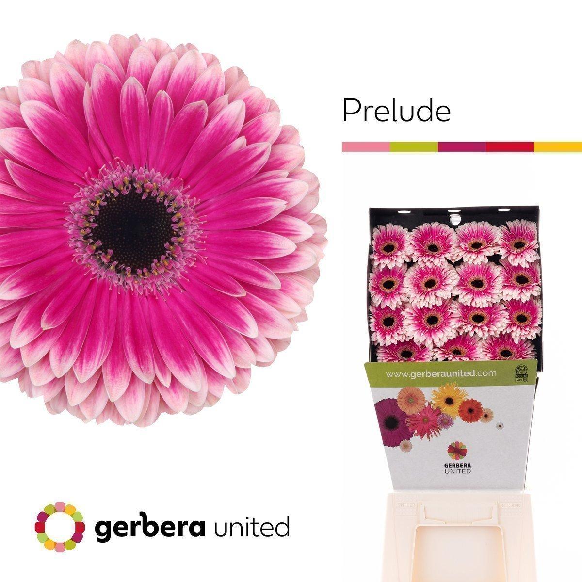 Срезанные цветы оптом Gerbera diamond prelude от 30шт из Голландии с доставкой по России