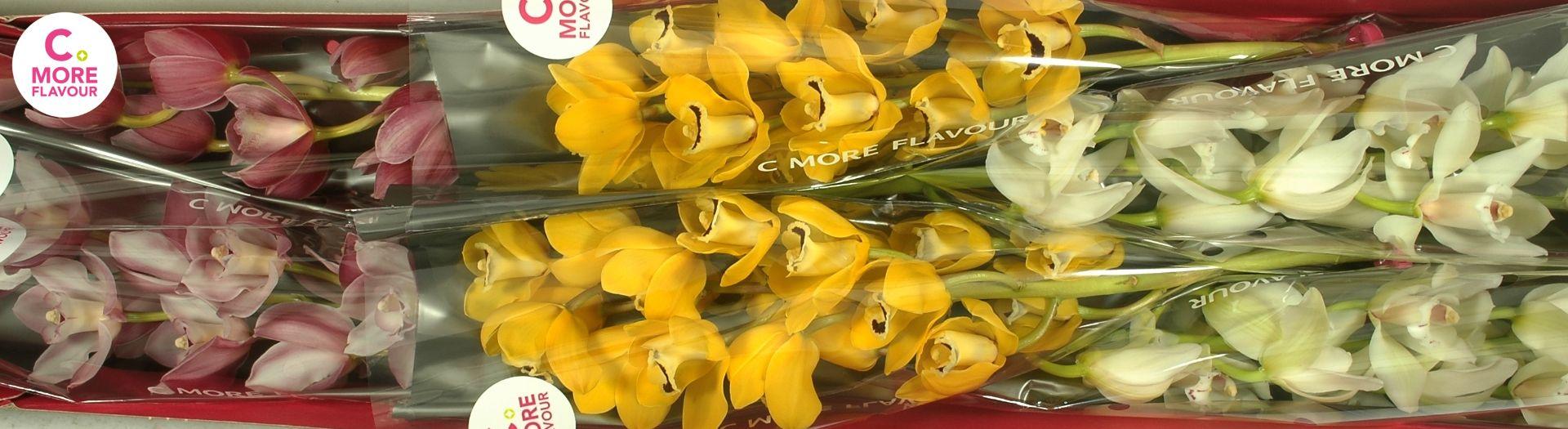 Срезанные цветы оптом Minicymbidium mix easter от 15шт.. из Голландии с доставкой по России