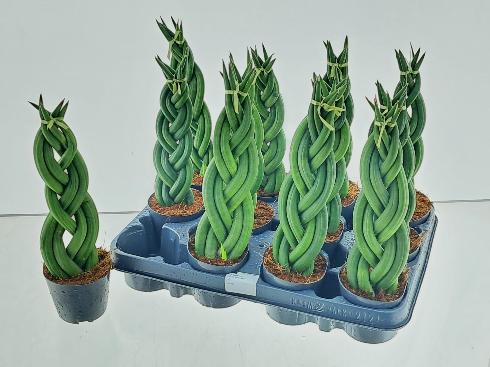 Горшечные цветы и растения оптом Sansev Cylindrica Ov от 12шт (для телеги) из Голландии с доставкой по России