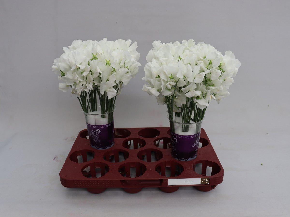 Срезанные цветы оптом Lathyrus winter sunshine white от 30шт. из Голландии с доставкой по России