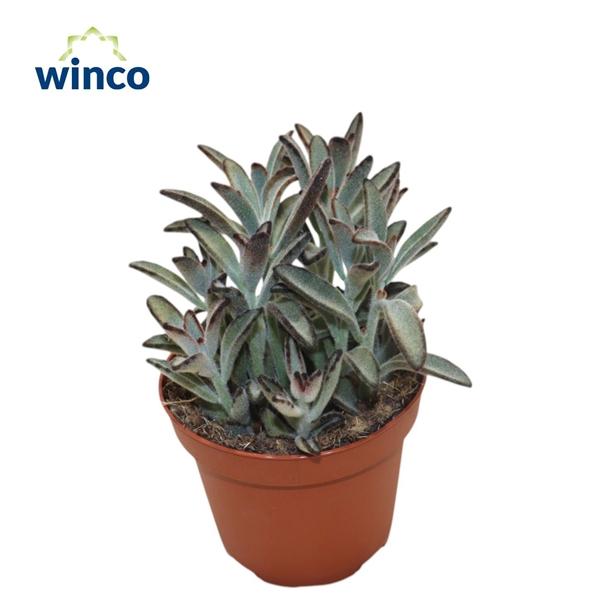 Горшечные цветы и растения оптом Kalanchoe Tomentosa Nigra от 9шт из Голландии с доставкой по России