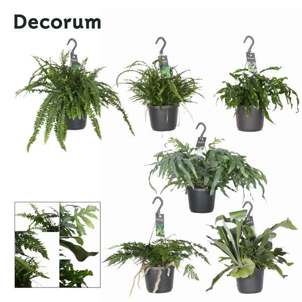 Горшечные цветы и растения оптом Fern Mix Hangpot (decorum) от 6шт из Голландии с доставкой по России