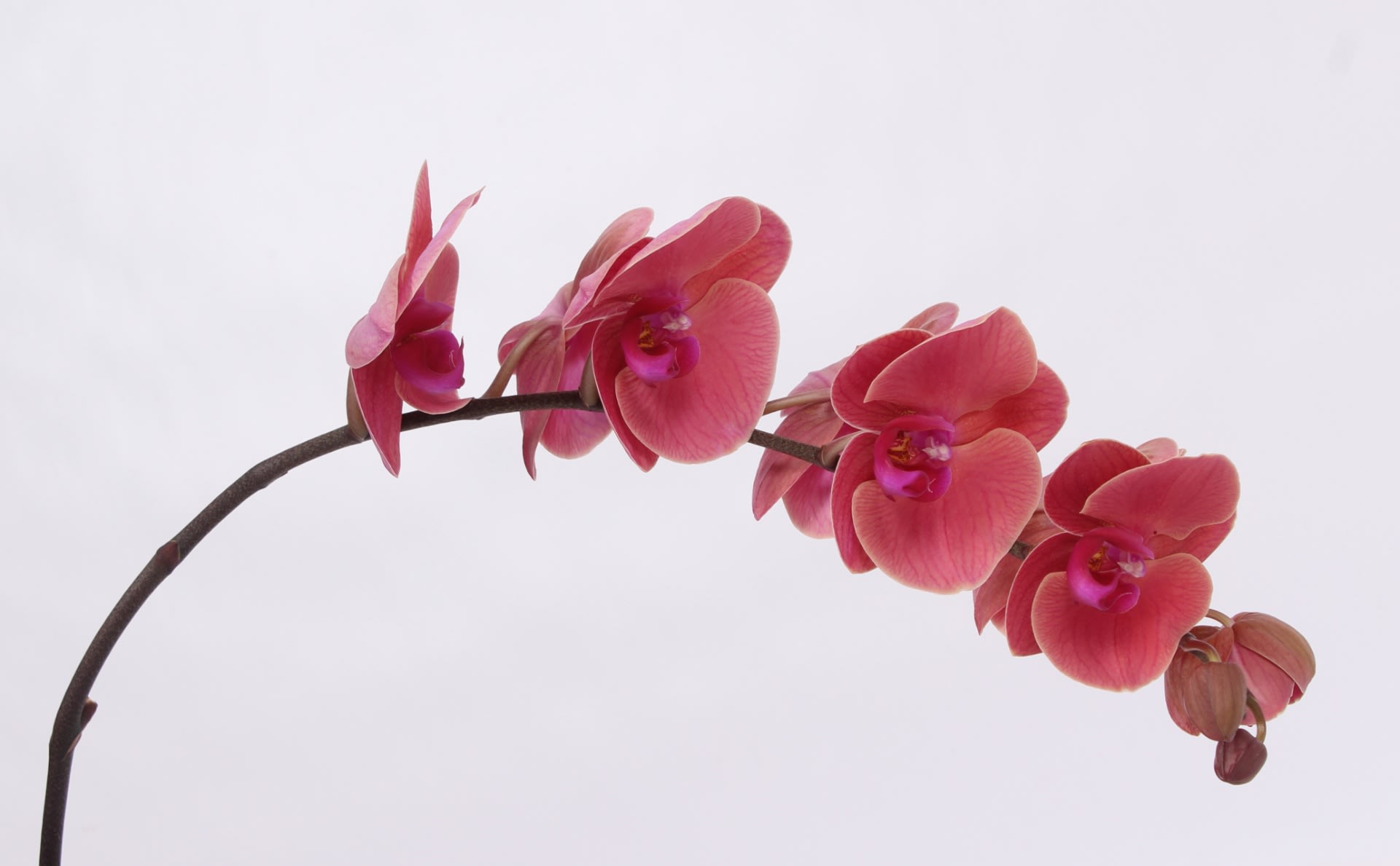 Срезанные цветы оптом Phalaenopsis asian coral (per stem) от 18шт.. из Голландии с доставкой по России
