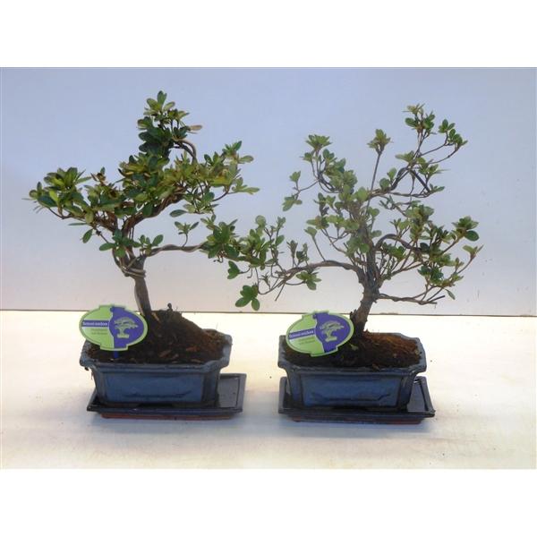 Горшечные цветы и растения оптом Bonsai Rhododendron Indicum от 5шт из Голландии с доставкой по России