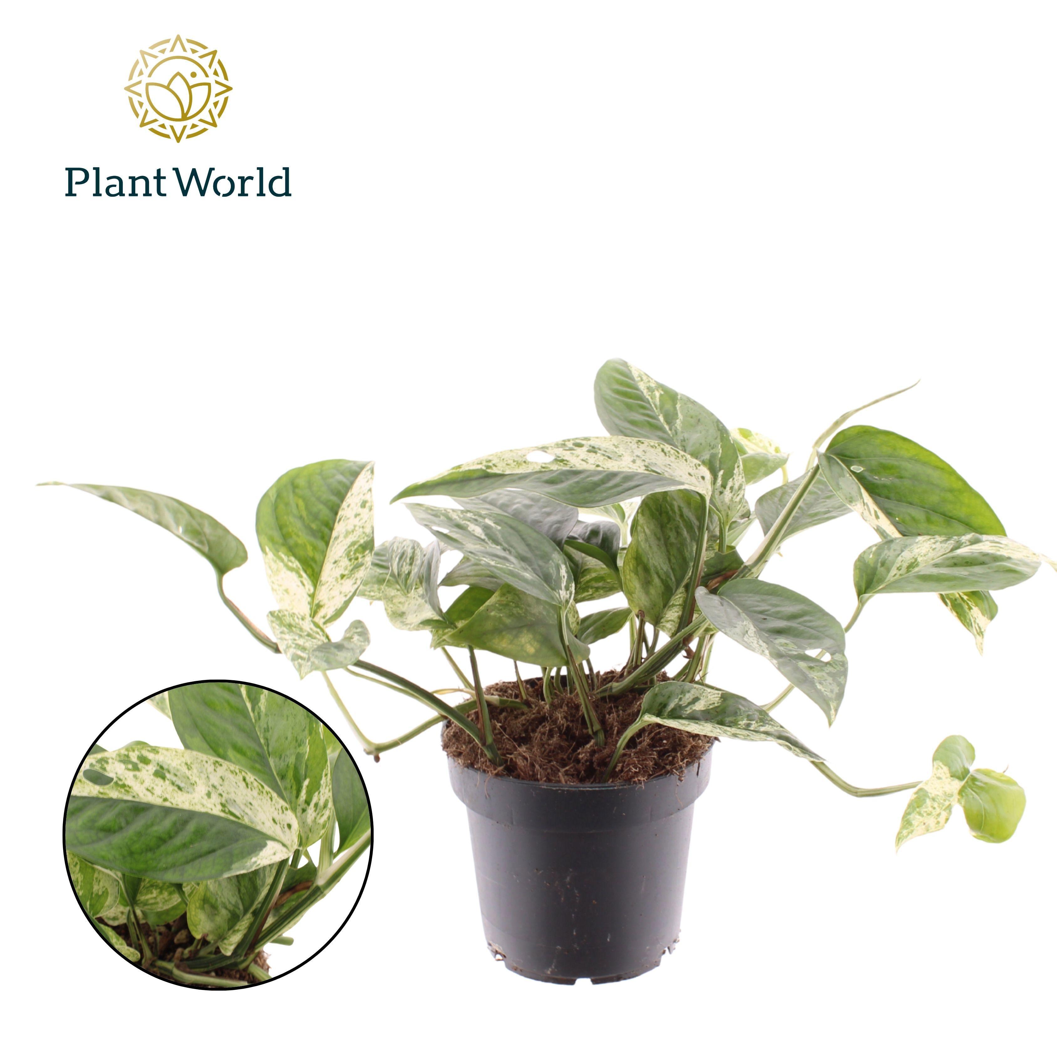 Горшечные цветы и растения оптом Epipremnum Marble King от 10шт из Голландии с доставкой по России