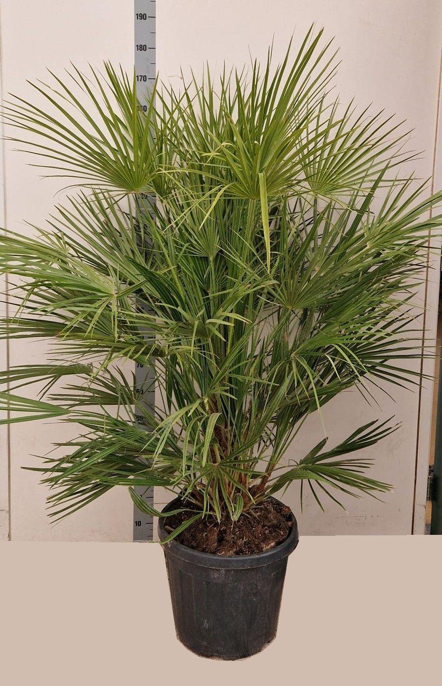 Горшечные цветы и растения оптом Chamaerops Humilis от 1шт из Голландии с доставкой по России