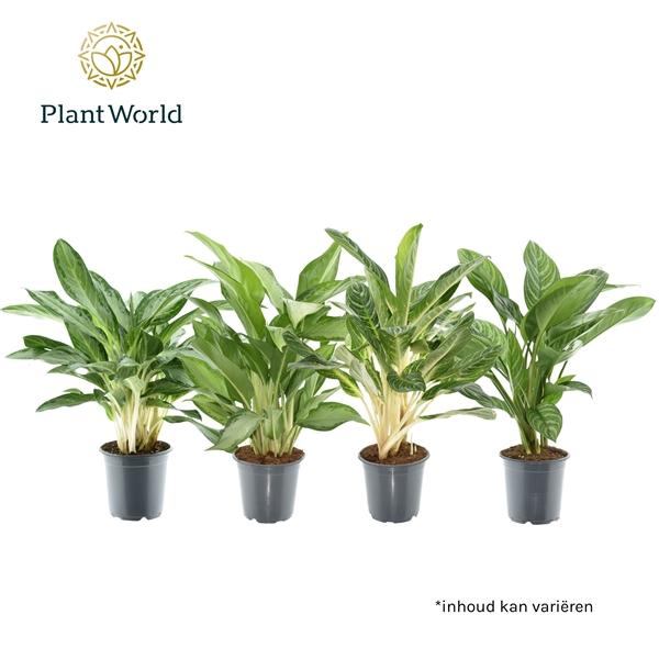 Горшечные цветы и растения оптом Aglaonema Gemengd от 3шт из Голландии с доставкой по России