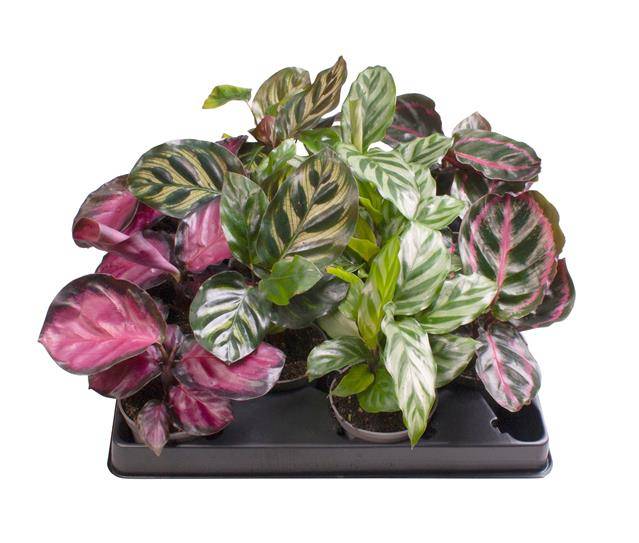 Горшечные цветы и растения оптом Calathea Mix от 12шт из Голландии с доставкой по России