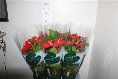 Горшечные цветы и растения оптом Anthu An Nevada ** 6-8 Bloemen ** от 6шт из Голландии с доставкой по России