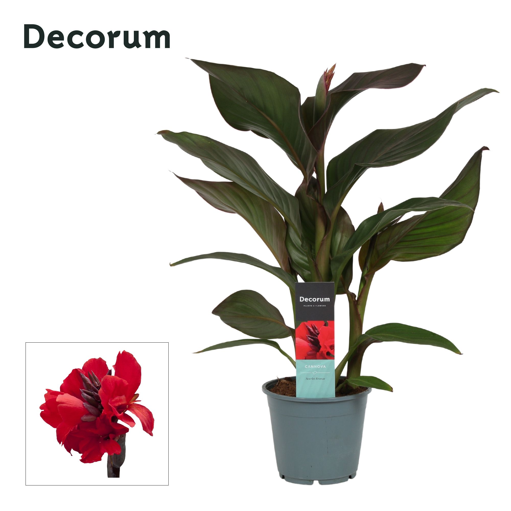 Горшечные цветы и растения оптом Canna Scarlet Bronze (decorum) от 7шт из Голландии с доставкой по России