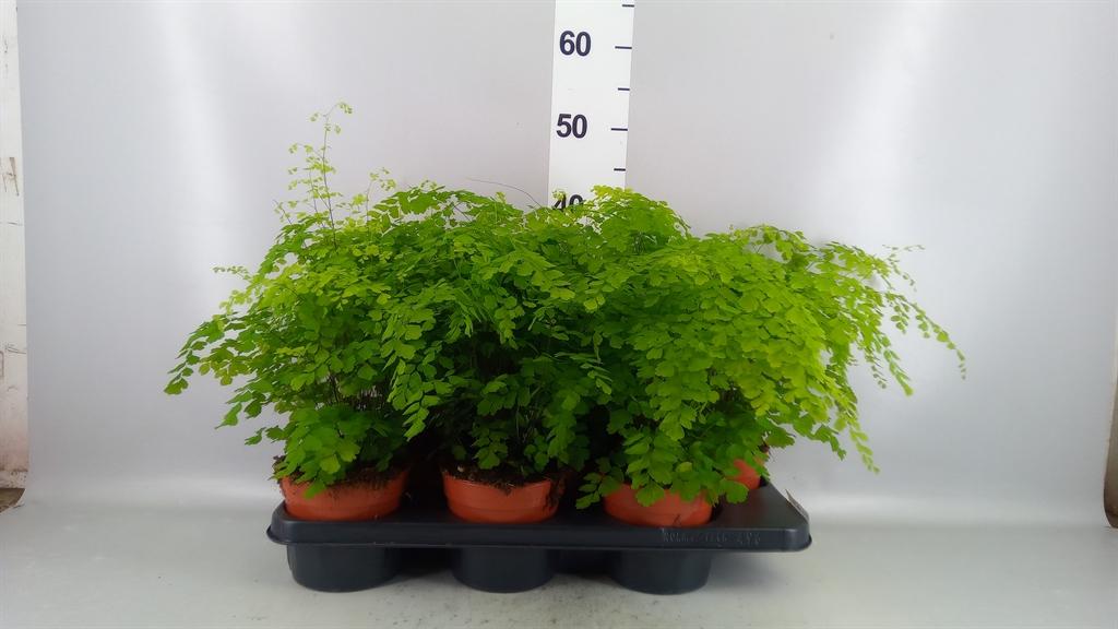 Горшечные цветы и растения оптом Adiantum Raddi. fragrans от 6шт из Голландии с доставкой по России