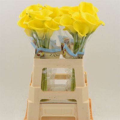 Срезанные цветы оптом Zantedeschia yellow от 40шт из Голландии с доставкой по России