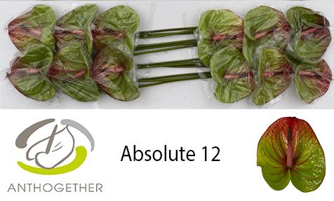Срезанные цветы оптом Anthurium absolute от 12шт из Голландии с доставкой по России