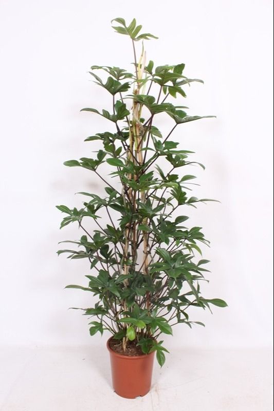 Горшечные цветы и растения оптом Philodendron Pedatum Piramide от 1шт из Голландии с доставкой по России