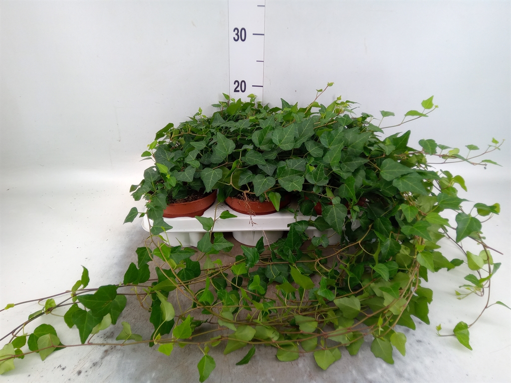 Горшечные цветы и растения оптом Hedera   ...variegated от 18шт (для телеги) из Голландии с доставкой по России